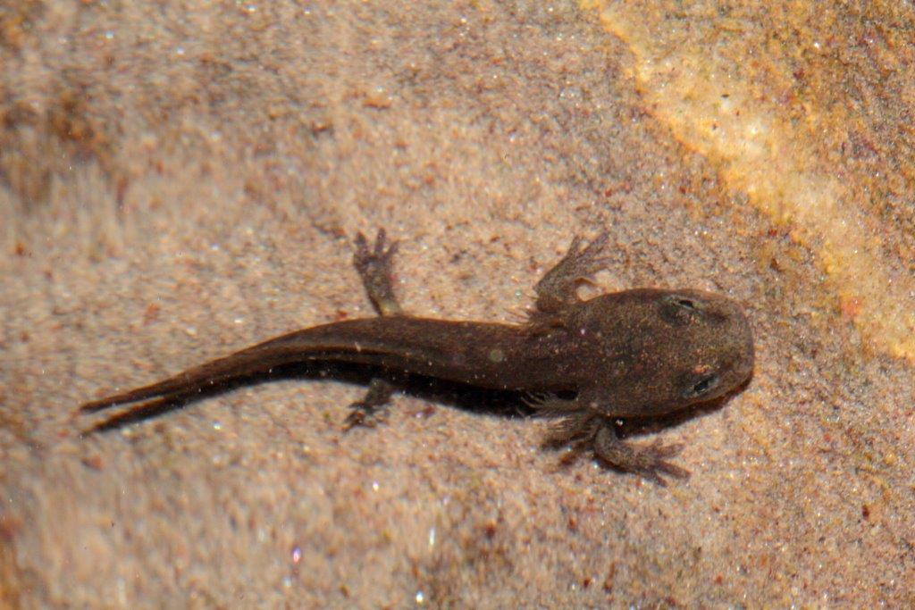 Finalmente larve di salamandra...e...?